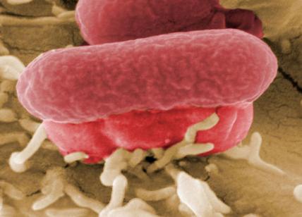 Europa, 25mila morti per la resistenza agli antibiotici