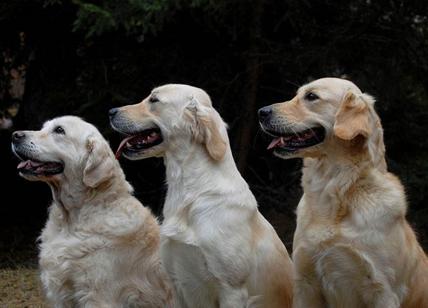 Cinquantesima Expo canina a Fiera Rho