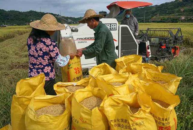 Ue, la Commissione propone dazi sul riso dal Sud Est asiatico. Esulta la Lega