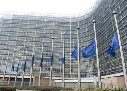 Xylella, Bruxelles deferisce l'Italia inadempiente alla Corte di Giustizia UE