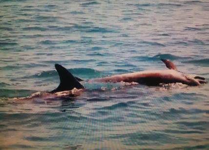 "C'è un delfino a Ostia". Trovato morto in spiaggia