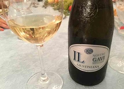 gavi ape