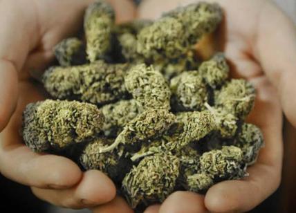 Cosparge 1kg di marijuana di profumo per camuffarne l'odore. Arrestata 26enne
