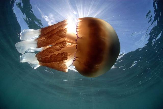 Puntura medusa, 8 cose da sapere. ALLARME MEDUSE, LE REGOLE