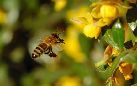 Miele, l'Ue secondo produttore al mondo. Ma import dalla Cina