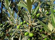 OASI olive1