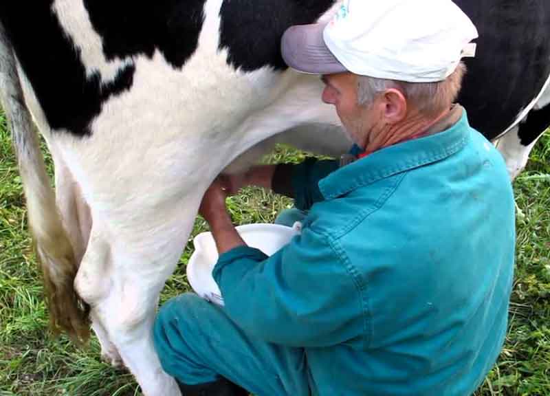 protesta latte vacche 03