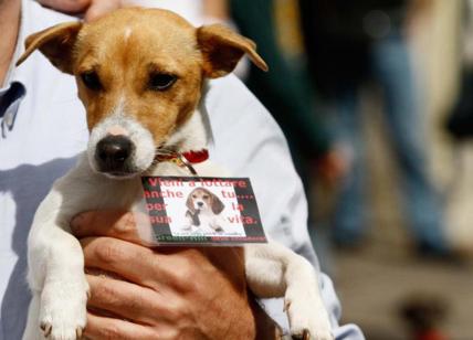 Cassazione: non è reato rubare animali per salvarli dai maltrattamenti