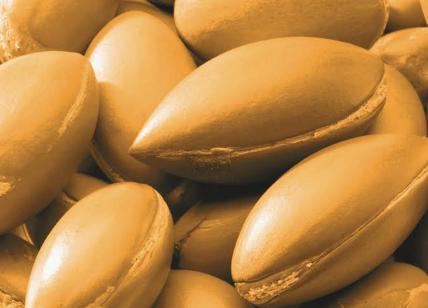 argan