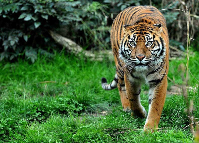 bioparco tigre di sumatra 06