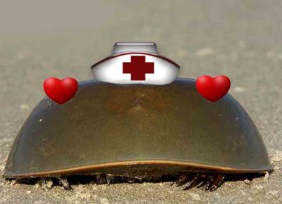 horseshoe crab ape