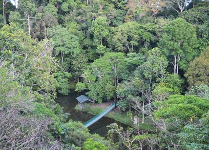 Amazzonia, rapporto Caritas: deforestazione minaccia per 900 mln di persone