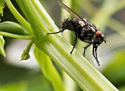mosca soldato nera
