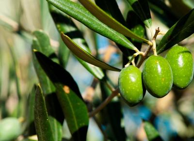 Olivicolo olive3