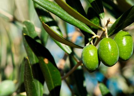 Xylella, scoperta un’altra cultivar di olivo resistente