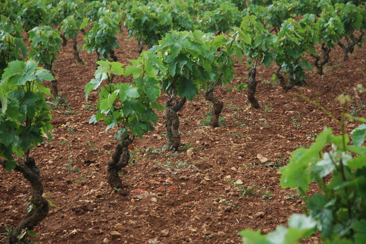 vitigni primitivo manduria vitigni primitivo manduria