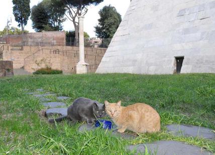 I gatti di Piramide festeggiano il Natale: raccolta di fondi per la colonia