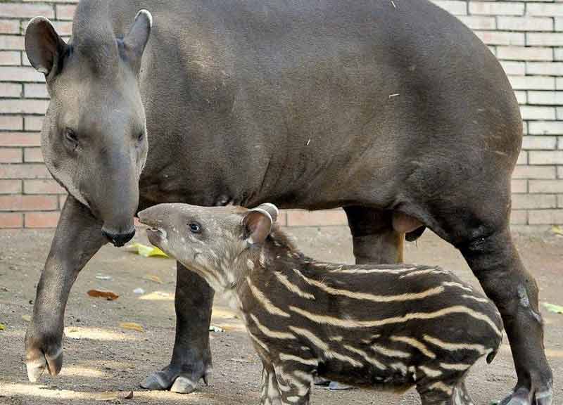 bioparco tapiro 02