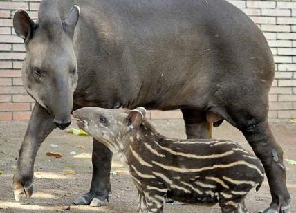 Striscia la notizia diventa mamma: al Bioparco è nato il tapiro Staffello