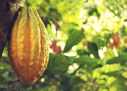 Si estingue il cacao più antico del mondo