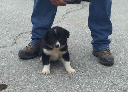 “Terremoto”, il cucciolo salvato dai vigili del fuoco: sarà cane da soccorso