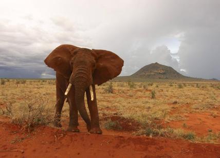 Kenya: turista italiano muore calpestato da un elefante