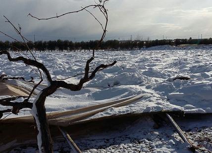 Allarme Coldiretti: disastro neve Gelo negli orti e nelle campagne