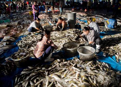 Pesca tailandese, denuncia di Greenpeace: "Violati i diritti dei lavoratori"