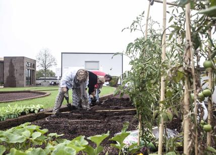 I pensionati coltivano gli orti sui tetti. Da Tortona alla Barona. Foto