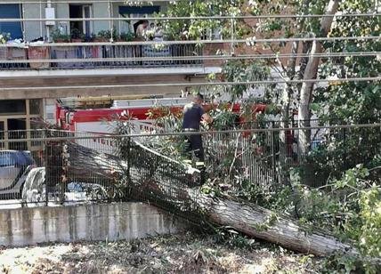 Roma-Lido bloccata dal crollo di un albero: è il terzo in otto giorni