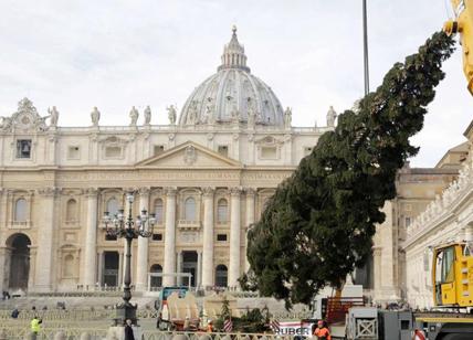È Natale in Vaticano: il maxi abete di piazza San Pietro arriva dalla Polonia
