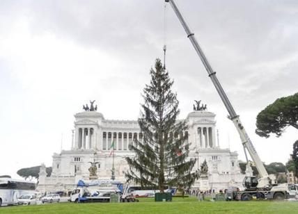 Albero di Natale spelacchiato in piazza Venezia: M5S difende il povero tristo