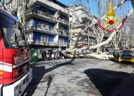 Albero di 25 metri crolla in zona Ostiense: 4 auto danneggiate e un ferito