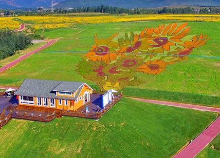 Cina, gigantesco campo di fiori riproduce 'I Girasoli' di Van Gogh
