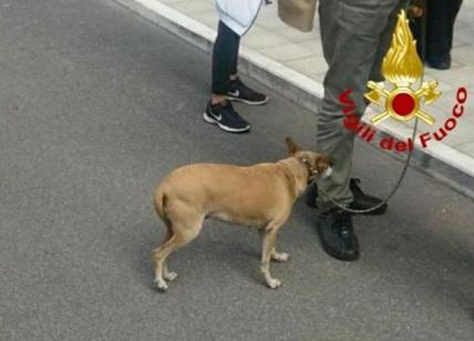 Incendio in un appartamento di San Paolo: cane salvato dai vigili del fuoco