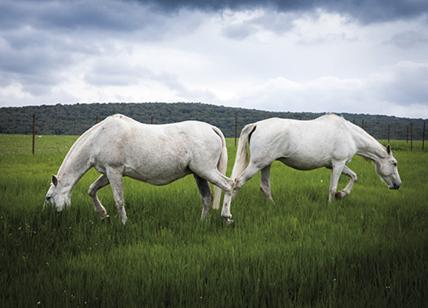 Andalusia. Fotografie di luoghi e di cavalli. La mostra