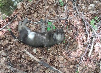Cucciolata di lupo trovata morta nel Parco nazionale. Cinque i cadaveri