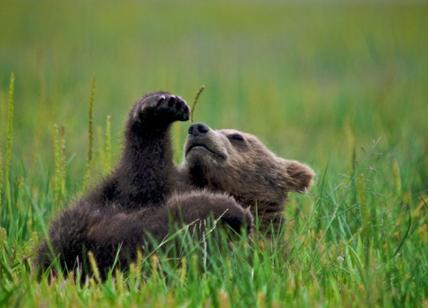 "Salvate l'orso marsicano", il Wwf lancia l'allarme estinzione