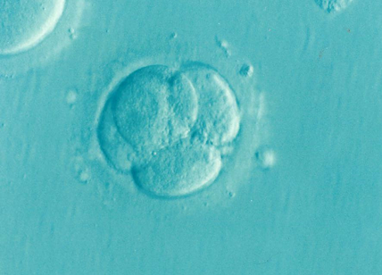Primo embrione artificiale di topo. Staminali, ora l'uomo sintetico