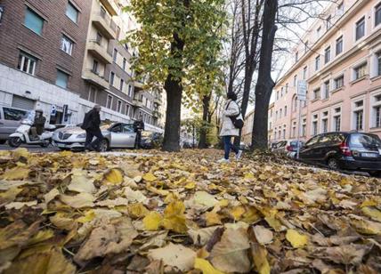 Rimozione foglie, provocazione a Montanari: “Tombini ostruiti: inviatele foto”