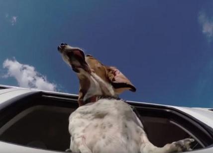 Con Genertel 4 Zampe a bordo vacanze in tutta sicurezza per gli amici animali Con Genertel 4 Zampe a bordo vacanze in tutta sicurezza per gli amici animali