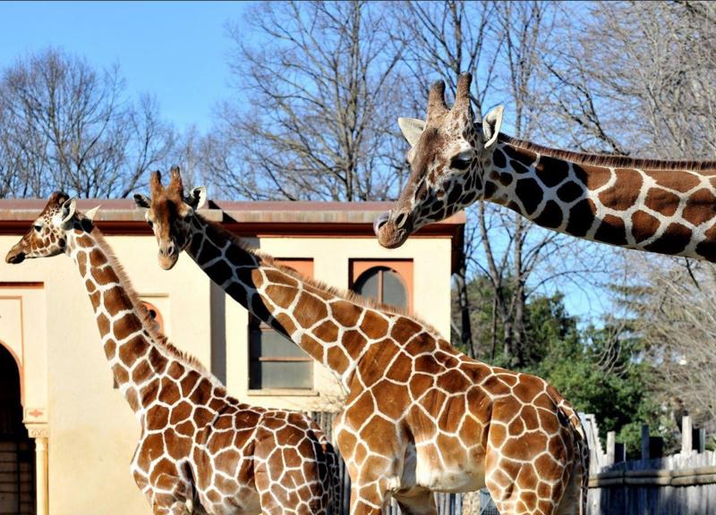 Giornata della giraffa: al Bioparco laboratori e attività per i più piccoli