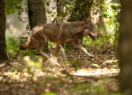 Cane scambiato per un lupo e impiccato: trovato il presunto responsabile