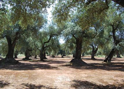Agricoltura, Casili (M5S): 'Urge far ripartire il comparto olivicolo'