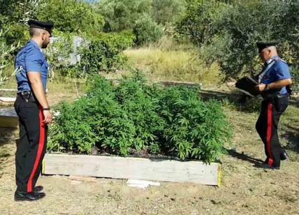 Piantagione di marijuana sequestrata: 1500 piante scoperte grazie a incendio