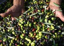olive raccolta olio 2