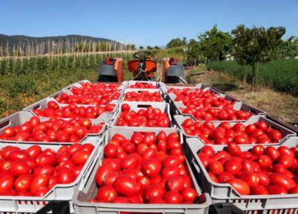 Raccolta dei pomodori: 178 mila stagionali in Puglia