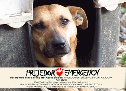 “Così salviamo i cani dai lager bosniaci”. La testimonianza