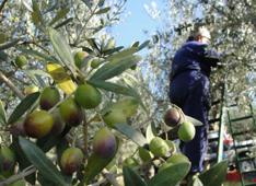 raccolta olive olio