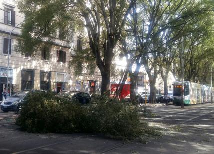 Atac, un ramo cade sui binari del tram: caos mezzi pubblici a San Lorenzo